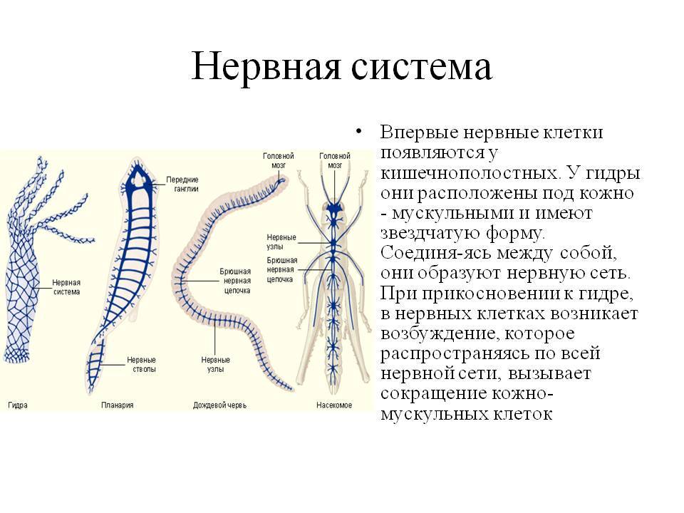 Kraken ссылка сайт kraken clear com